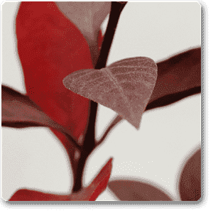Alternanthera (Red) - Plant