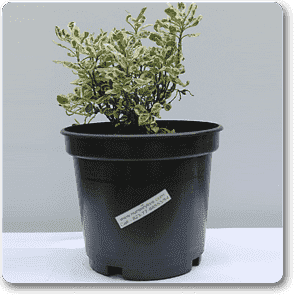Alternanthera variegated - Plant