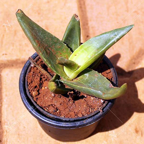 Alworthia Black Gem - Succulent Plant