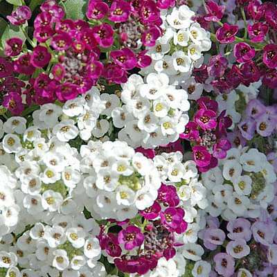 Alyssum (Any Color) - Plant