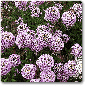 Alyssum (Lavender) - Plant
