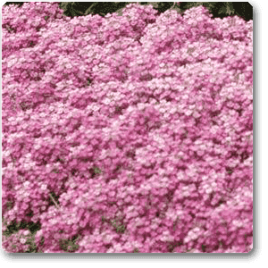 Alyssum (Pink) - Plant