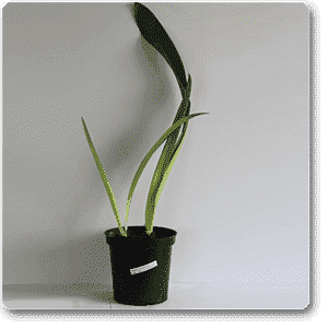 Amaryllis Lily (Any Color) - Plant