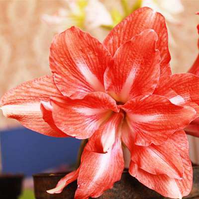 Amaryllis Lily Double ( Red ) - Plant
