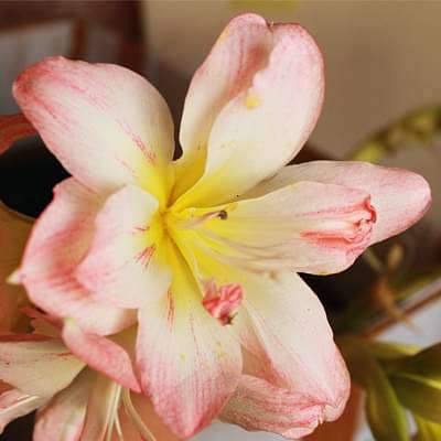 Amaryllis Lily Double (White Pink) - Plant