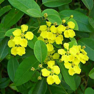 Amazonvine, Stigmaphyllon - Plant