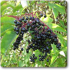 American Elderberry, Sambucus - Plant