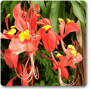 Amherstia nobilis - Plant