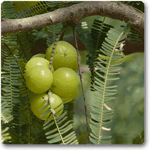 Amla Tree, Indian Gooseberry (Big Fruit, Grown Through Seeds) - Plant