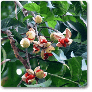 Amoora Rohituka - Plant