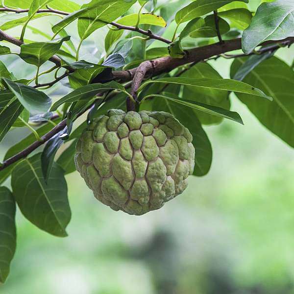Annona Squamosa, Sita Phal (Grafted) - Plant