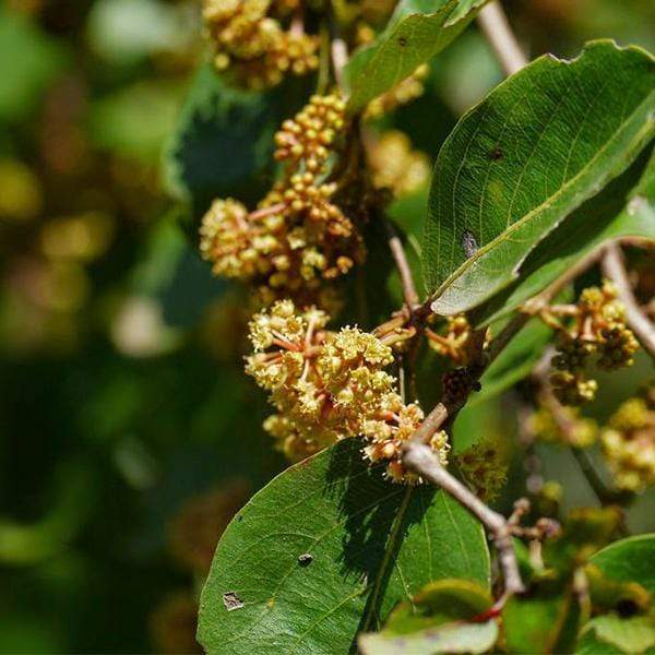 Anogeissus Acuminata - Plant