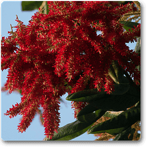 Ant Tree, Triplaris Americana - Plant
