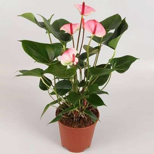 Anthurium (Pink) - Plant