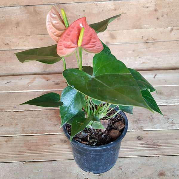 Anthurium (Tricolor) - Plant