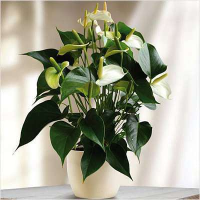 Anthurium (White) - Plant