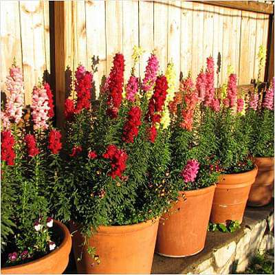 Antirrhinum, Snapdragon (Any Color) - Plant