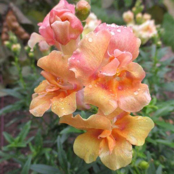 Antirrhinum, Snapdragon (Peach) - Plant