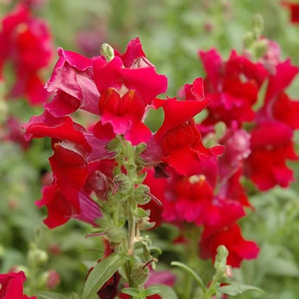 Antirrhinum, Snapdragon (Red) - Plant