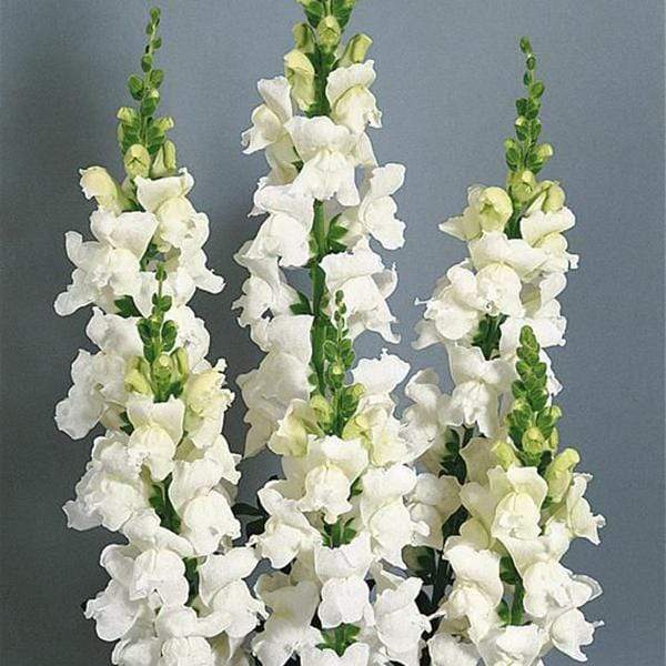 Antirrhinum, Snapdragon (White) - Plant
