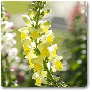 Antirrhinum, Snapdragon (Yellow) - Plant