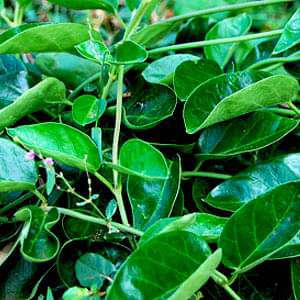 Antmool, Dambel - Plant