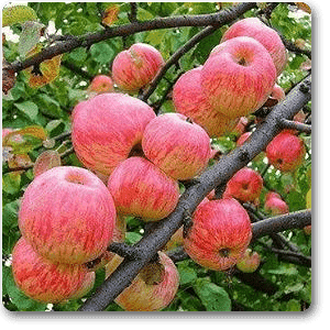 Apple, Seb - Plant
