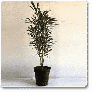 Aralia Black - Plant