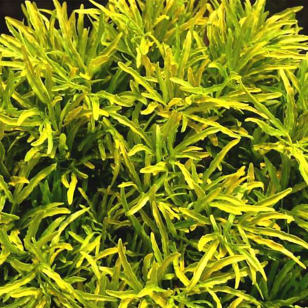 Aralia Golden - Plant
