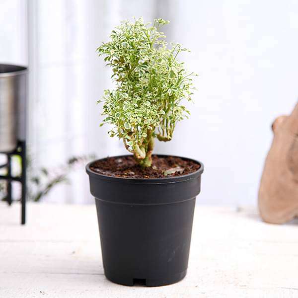 Aralia Miniature White - Plant