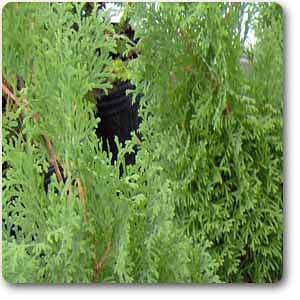 Arborvitae - Plant