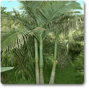 Archontophoenix Alexandrae - Plant