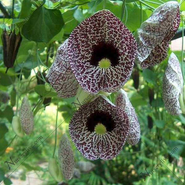Aristolochia reticulata - Plant
