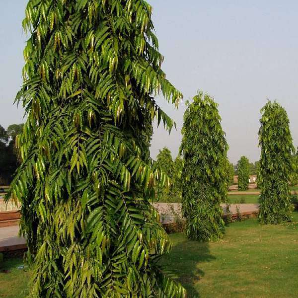 Ashoka Tree, Pendula Ashok - Plant