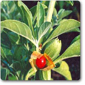 Ashwagandha - Plant