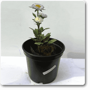 Aster (Lavender) - Plant