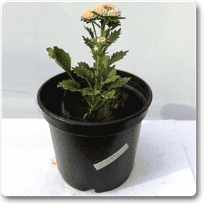 Aster (Peach) - Plant