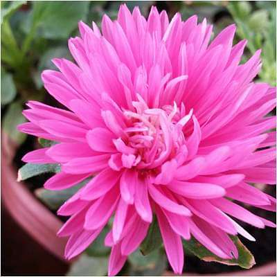 Aster (Pink) - Plant
