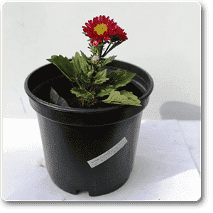 Aster (Red) - Plant