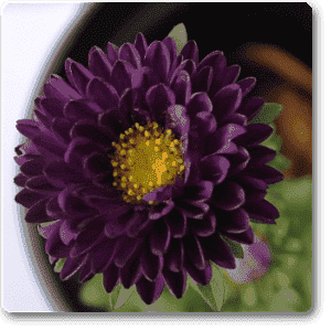 Aster (violet) - Plant