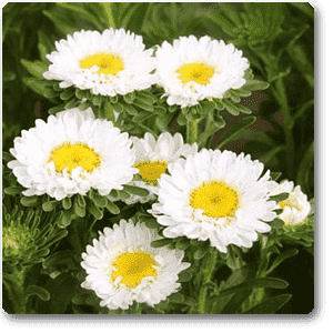 Aster (White) - Plant