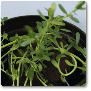 Bacopa Monnieri, Neer Brahmi - Plant