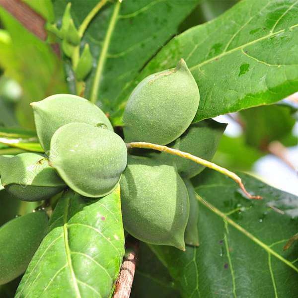 Badam Tree, Indian Almond Tree, Terminalia catappa - Plant