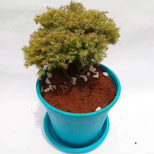 Ball Cypress - Plant