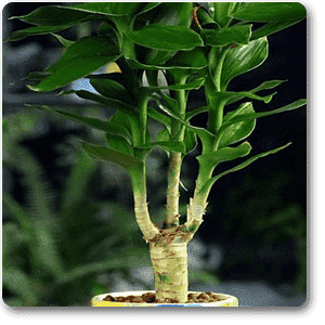 Bamboo Multi Head - Plant