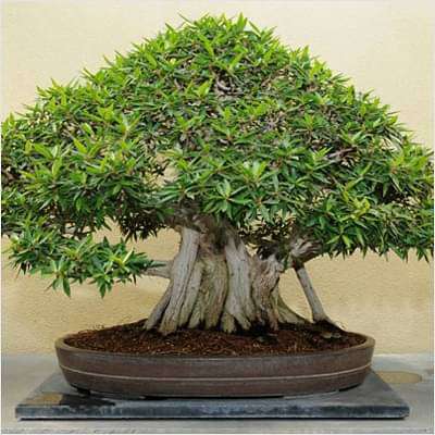 Banyan tree Bonsai - Plant