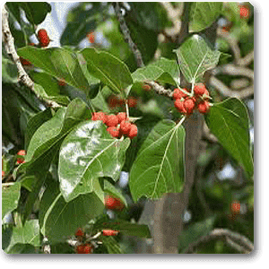 Banyan Tree, Ficus benghalensis - Plant
