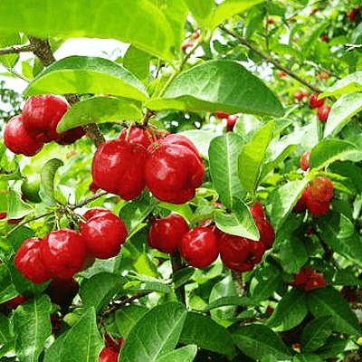 Barbados cherry tree, Malpighia emarginata - Plant