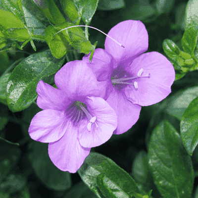 Barleria Montana, Dongari Koranti , Barleria (Purple) - Plant