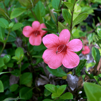 Barleria Repens, Tambadi Korant, Barleria (Peach) - Plant